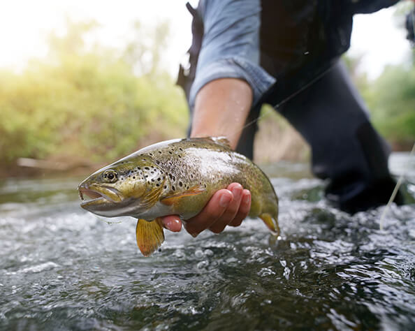 Pêche à la truite à proximité du camping la Herelle dans la Somme